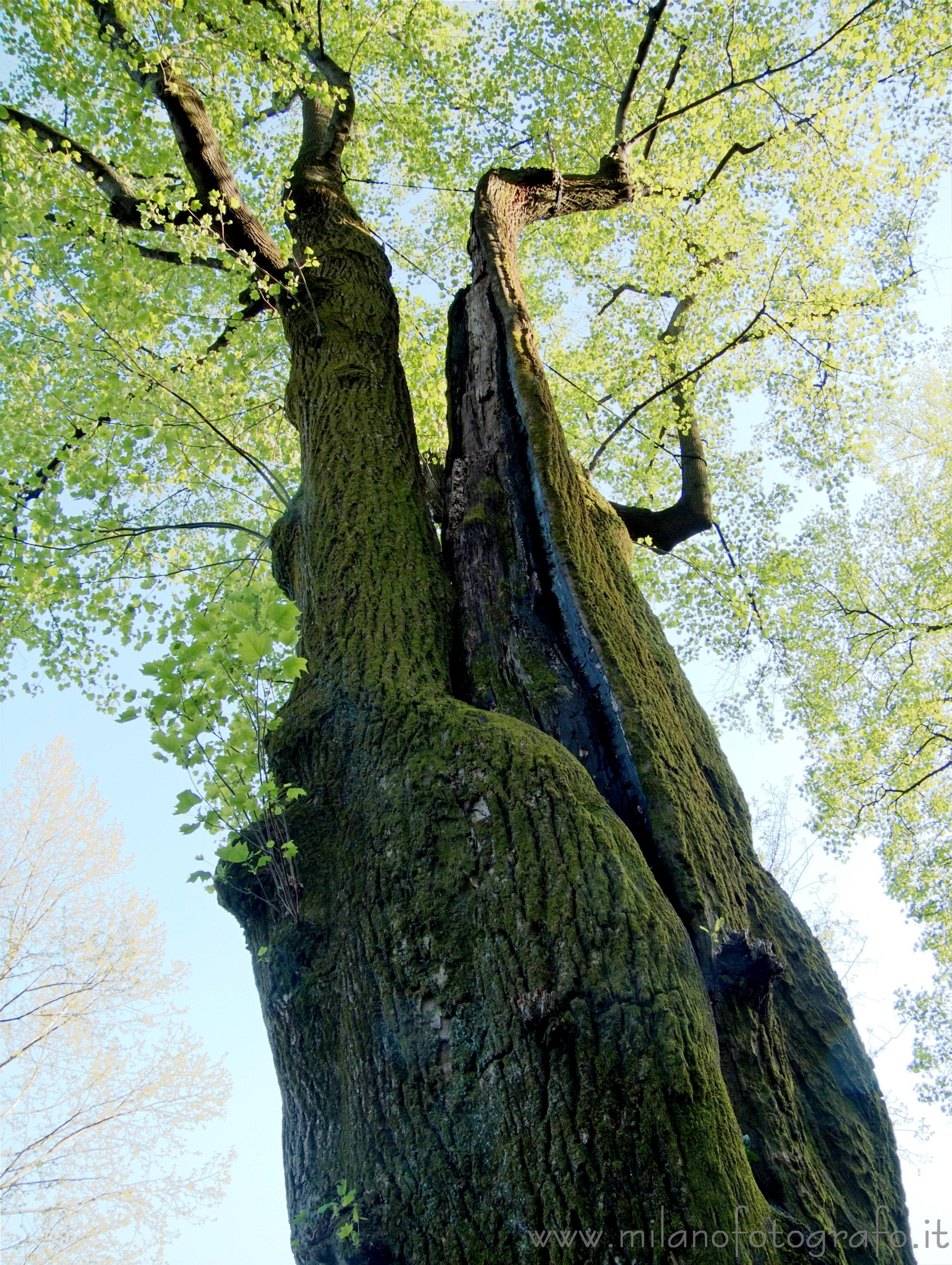 Tremezzo (Como) - Grande albero nel parco di Villa Carlotta